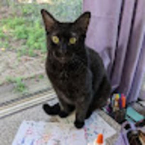 Meet your Posher, Evie